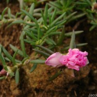 Portulaca grandiflora Hook.